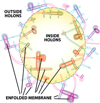 the hidden dimensions of the universe as holons similar to the Riemann space with origami shapes and structures enfolded enfoldings membrane M-theory